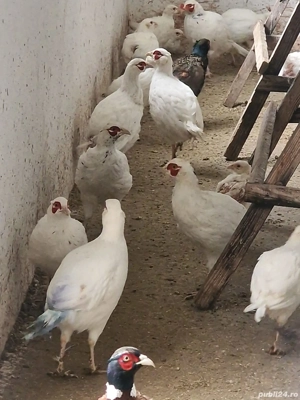 Fazani Albinos fe anul acasta   vaccinați si deparazitati... - imagine 2