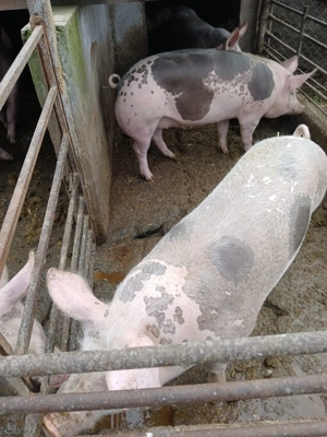 Porci de vânzare - imagine 5