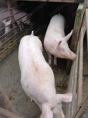 Porci de vânzare