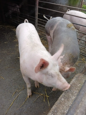 Porci de vânzare - imagine 3