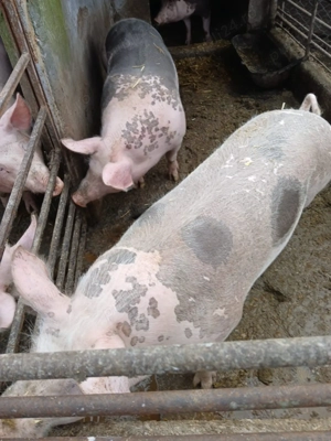 Porci de vânzare - imagine 4