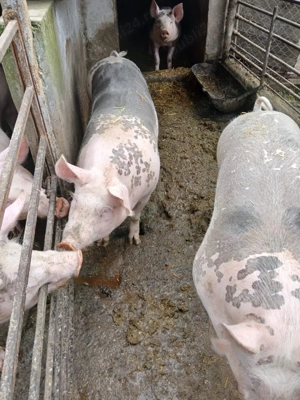 Porci de vânzare - imagine 2