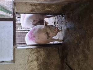 Vand porc marele alb 