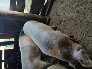 Vand porci crescuți natural - imagine 2