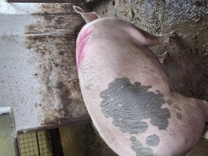 Vand porc marele alb  - imagine 2