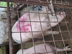 Vand porc marele alb  - imagine 3