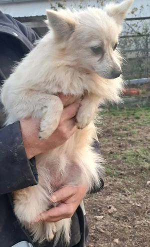 Pomeranian Femelă 8 luni