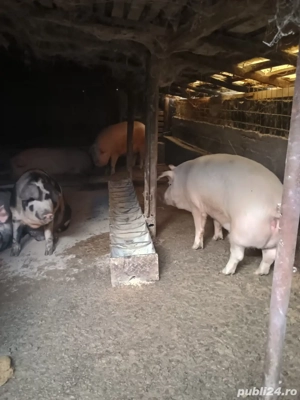 vand porci de tara  - imagine 3