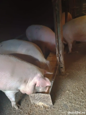 vand porci de tara  - imagine 4