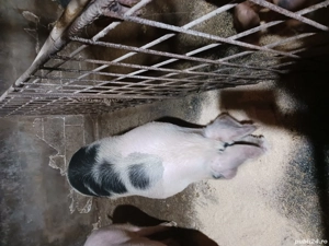 disponibili  - imagine 2