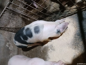 disponibili  - imagine 3