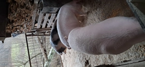 Vând porci  de carne 120-160kg - imagine 3