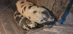 Vând porci  de carne 120-160kg