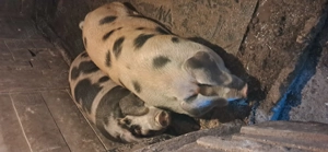 Vând porci  de carne 120-160kg - imagine 2