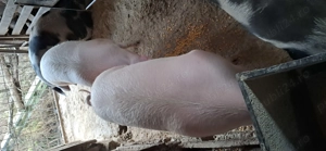 Vând porci  de carne 120-160kg - imagine 4