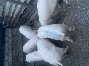 Porci de tara crescuți natural  - imagine 2