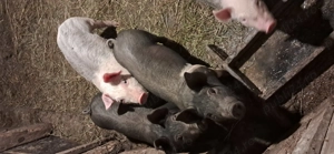 Vând purcei 8 săptămâni  - imagine 5