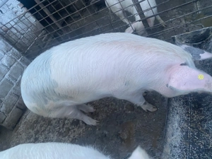 Porci de tara crescuți natural  - imagine 4