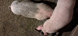 Vând purcei 8 săptămâni 