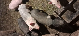 Vând purcei 8 săptămâni  - imagine 2