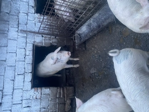 Porci de tara crescuți natural  - imagine 5