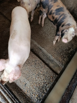 2 porci de vînzare 