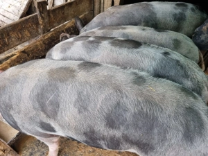 Vând porci pentru sacrificat, pret la fata locului - imagine 2