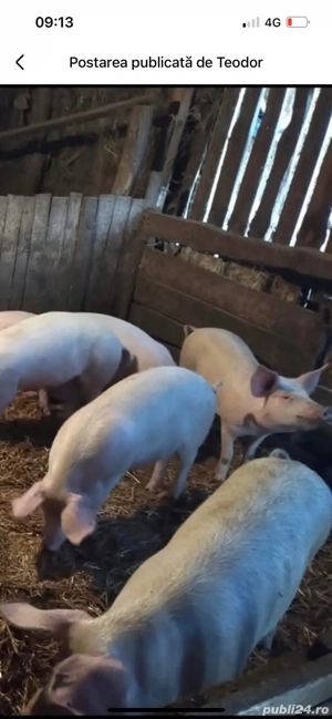 vand porci crescuti natural - imagine 2