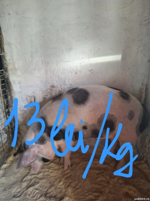  porc160-165kg   