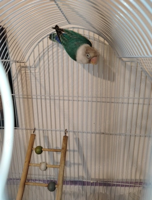 Vând papagal agaporis 11 luni 150 preț fix - imagine 2