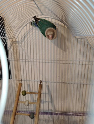 Vând papagal agaporis 11 luni 150 preț fix - imagine 3