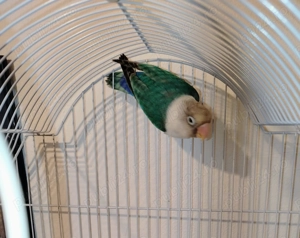 Vând papagal agaporis 11 luni 150 preț fix