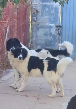 Ciobanesc de Bucovina 