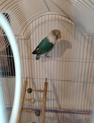 Vând papagal agaporis 11 luni 150 preț fix - imagine 4