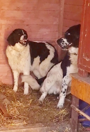 Ciobanesc de Bucovina 