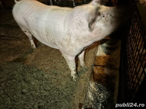 porci pentru sacrificat 140-250kg
