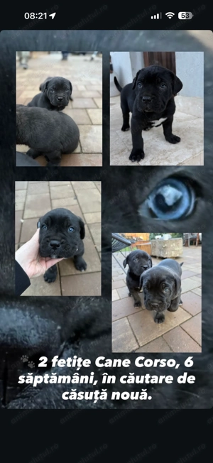 Cane corso, 6 saptamani
