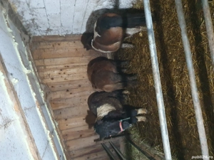 ponei de vanzare - imagine 5