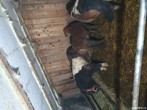 ponei de vanzare - imagine 2