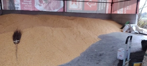 Porumb boabe uscat !