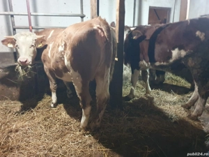 junci gestante de vanzare  - imagine 3