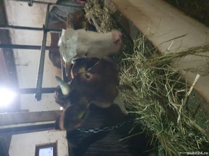 junci gestante de vanzare  - imagine 4