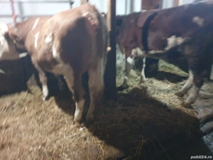 junci gestante de vanzare  - imagine 2