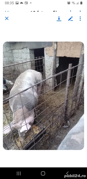 porci de vânzare - imagine 2