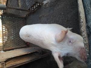 Vind porc pt sacrificat 