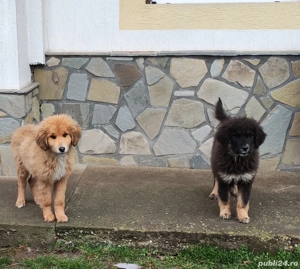 Câini ciobănesc pui 