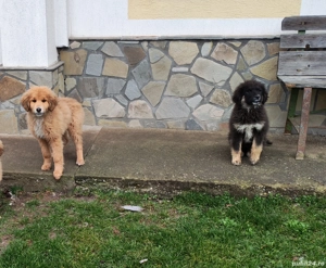 Câini ciobănesc pui  - imagine 4