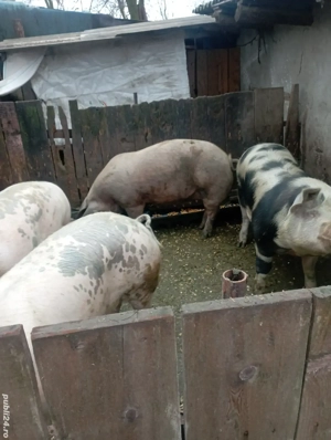 porci de vânzare 