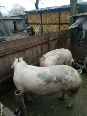 porci de vânzare  - imagine 2
