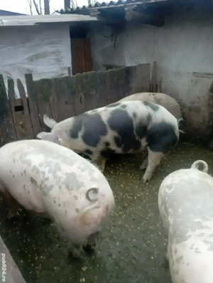 porci de vânzare  - imagine 3